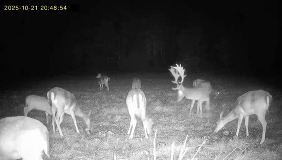 SummitGuard - Trail Camera 15.600 mAh.