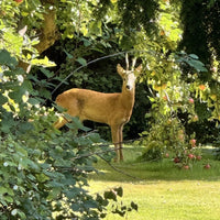 SummitGuard - Trail Camera 15.600 mAh.
